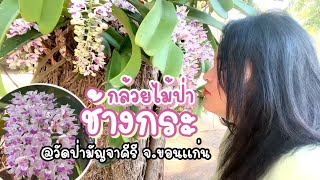 กล้วยไม้ป่าช้างกระที่วัดป่ามัญจาคีรี เริ่มบานรึยัง? | มัญจาคีรี