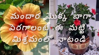 Super Soil Mix for Hibiscus🌸 | మందార మొక్క బాగా పెరిగి పూలు ఎక్కువ పూయాలంటే ఈ మట్టి మిశ్రమంలో నాటండి