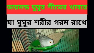 ডায়মন্ড ঘুঘুর শীতের খাবার।। যা ঘুঘুর শরীর গরম রাখে//Diamond Dove