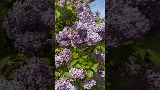 Lilac tree in full flower. Lilac a great choice for small garden and wildlife friendly #lilac