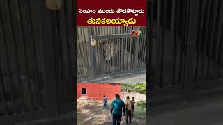 సింహం ముందు తొడకొట్టాడు... తునకలయ్యాడు..! | Ntv