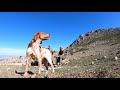 La caza de la perdiz roja en alta montaña