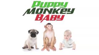 "PUPPY MONKEY BABY" - MOUNTAIN DEW TV COMMERCIAL TRIBUTE
