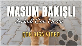 Masum Bakışlı Sevimli Dişi Köpek