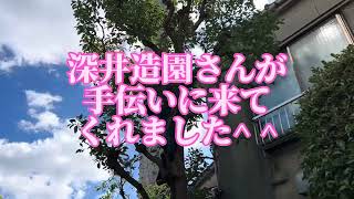 【埼玉の植木屋さん】マンションの緑地管理『草刈り』『低木刈込み』『常緑樹剪定』R5.9.20#富士見グリーンガーデン #造園 #植木屋 #社員募集 #除草 #草刈り #刈込み #剪定 #埼玉県