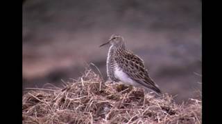 アメリカウズラシギ（2）ディスプレイ（アラスカ・バロー） - Pectoral Sandpiper - Wild Bird - 野鳥 動画図鑑