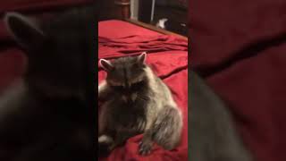 Raccoon Interrupts Owner While She Tries to Make the Bed - 1192322