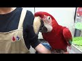 20171209　えとぴりかtokyo　ベニコンゴウインコ