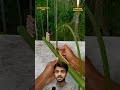 watch the bamboo creations😍😳😱with three arrows bamboo slingshot creativity professionalism fun diy