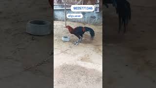 அனைத்து விதமான சேவல்கள் கிடைக்கும் 9025771346#shortsfeed #reels #shortsvideo