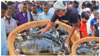 হঠাৎ ব্যাপক হারে কমে গেল নদী ও বিলের তরতাজা কই শোল মাছ দেখুন | Fish market price today