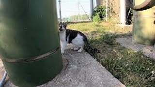 ボス猫の縄張りに入ってしまった猫の末路・・・