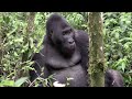 exiled community plans return to congo gorilla refuge