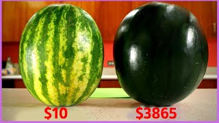 Wow Most Expensive Watermelon | Why Japanese black watermelons are so expensive?| Cultivation !