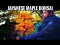 Japanese Maple Bonsai SECRETS Revealed for Autumn