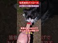 【12月30日パトロール】日が変わり大晦日第2猫食堂🩷