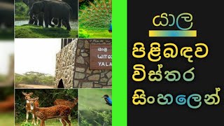 යාල වනෝද්‍යානය පිළිබඳව විස්තර සිංහලෙන් ( R.w technology ) yala