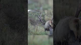 Wapiti #elk#stud#giant#bull#rockymountain#hunting#travel#explore#experience