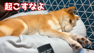 みんな起きるけどまだ寝たい柴犬