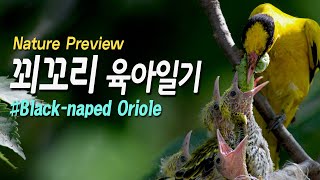 꾀꼬리 새끼키우기.  요즘은 좀처럼 보이질 않는 꾀꼬리입니다. #Black-naped Oriole