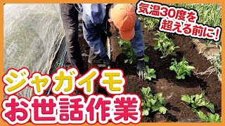 家庭菜園や農園で4月ジャガイモ栽培のお世話を徹底解説！環境に合わせた芽かきや土寄せなどじゃがいもの育て方をご紹介！/ April Potato cultivation management.