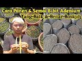 Cara Panen & Semai Bibit Adenium Yang Baik & Benar