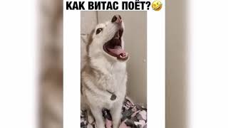 Собака знает как Витас поет