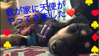 ミニチュアダックスの子犬をお迎えしました！