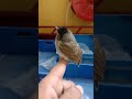 bulbul baby bird sound birds rescue bird video reels