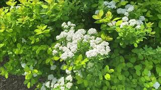 Spiraea Glow Girl | Garden Crossings