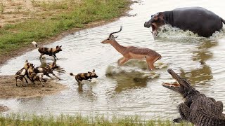 Kiboko Amkomboaje Swala kwa mbwa mwitu Hippos Saved Antelope From Wild Dogs pack