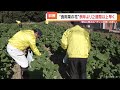 “食用菜の花”の収穫始まる 暖冬で例年より2週間早く　おひたしやペペロンチーノにいかが　 