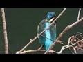 kingfisher カワセミ nikon coolpix p1000 3000mm 4k