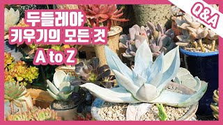 [Q&A]전문 매니아님께 들어 보는 두들레야 잘 키우는 법 함께 배워 봅니다.