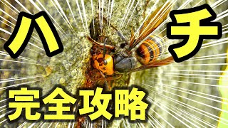 蜂に刺されて困る前に！【完全攻略】これさえ見れば全てわかる！アウトドアの対策・対処！