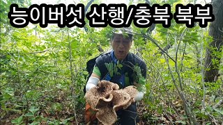 [약초]능이 버섯산행/충북 북부/버섯입문 가이드