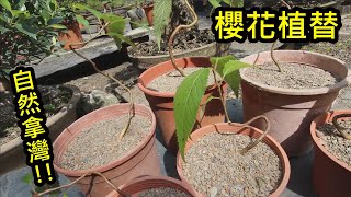 【盆栽日記】櫻花植替，自然拿灣塑型 Replanting Cherry blossom | 初心者的簡單盆栽