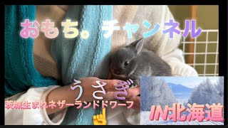 初めてうさぎを飼ってみようと思った日