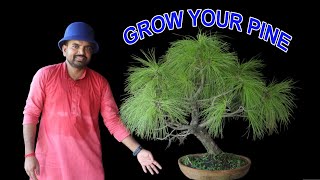 how to grow pine plant in tropical climate? Pine bonsai for beginners .