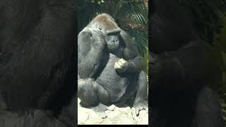 ゴリラ家族全員集合🦍⭐   【上野動物園】   ゴリラ