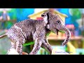 schleich дикая жизнь крокодил джунгли исследование набор игр забавные игрушки для детей