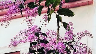 Petrea volubilis | nilmoni lota plant #vedio #nature #flower.