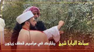 سماحة البابا شيخ يشارك في مراسيم قطف زيتون