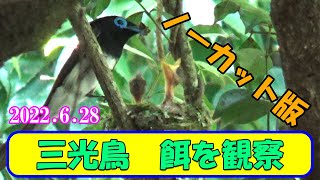 file32　サンコウチョウ　餌の観察 　2022.6.28