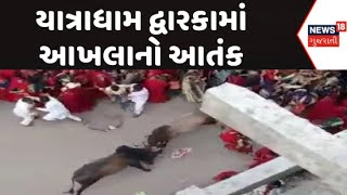 Dwarka News : યાત્રાધામ દ્વારકામાં આખલાનો આતંક, ગોમતી માતા મંદિર પાસે બે આખલા બાખડયા | Gujarati News