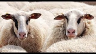 diseases of sheep ans goats