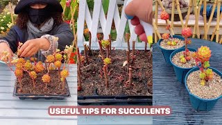 Useful Tips For Succulents - Part 84 | 多肉植物 | 다육이들 | Suculentas