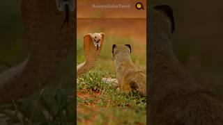 ஏன் பாம்பை பார்த்து இது பயப்படுவதில்லை?! | Why Mongoose is not scared of Snakes?! | Animaltube Tamil