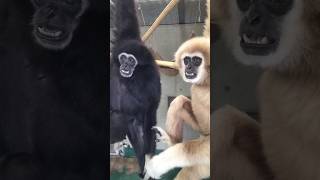 仲良し夫婦のツーショット❤シロマティーとクロマティー Cute couple, Gibbon Shiromaty and Kuromaty 2023.06.15 #シロテテナガザル #シロマティー