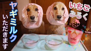 愛犬の熱中症対策にヤギミルクをあげたらがぶ飲みして凄かった！【ASMR】Dogs drinking goat milk